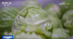 <b>做完的青团还会被送到食堂</b>